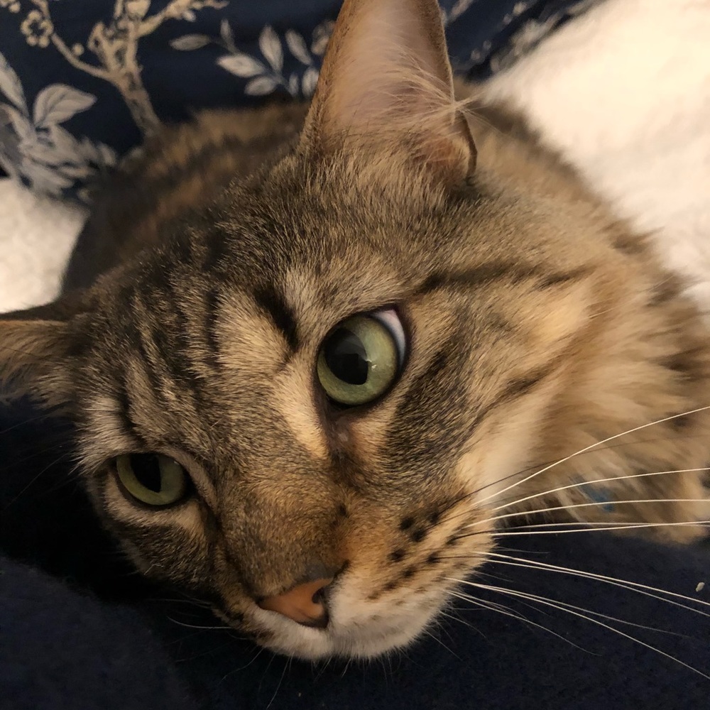 I have fur babies!